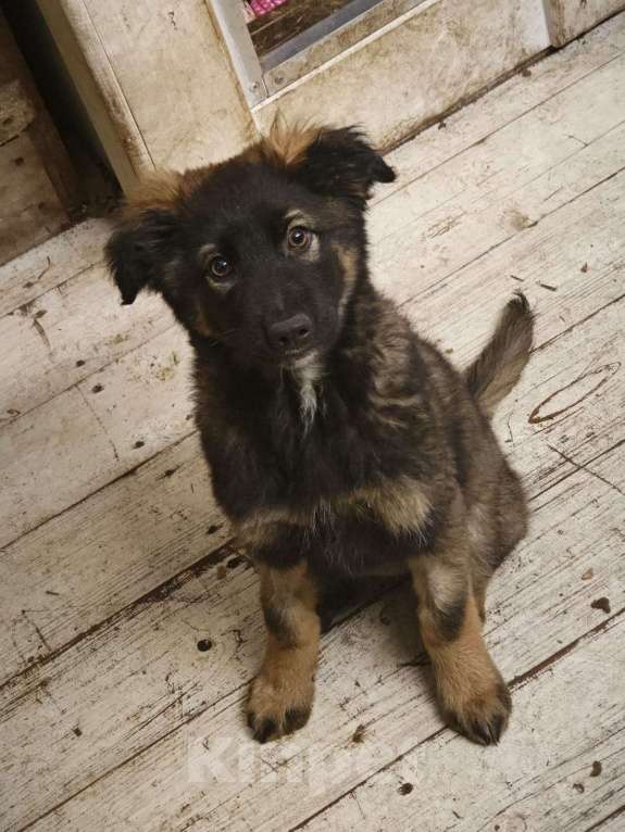 Собаки в Красногорске: Девочка с умными глазами Пуша 3 месяца ищет дом  Девочка, Бесплатно - фото 7