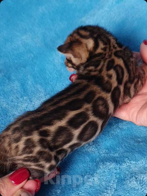 Кошки в Москве: Бенгальская девочка Девочка, 80 000 руб. - фото 1