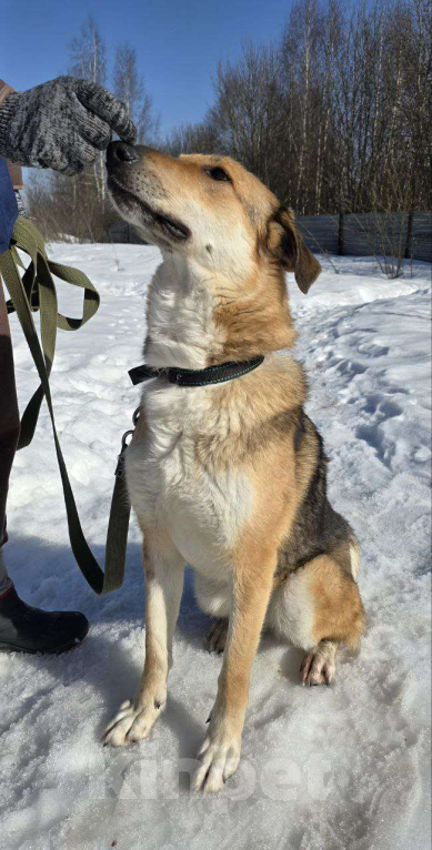 Собаки в Королеве: Лекси! Девочка, Бесплатно - фото 6