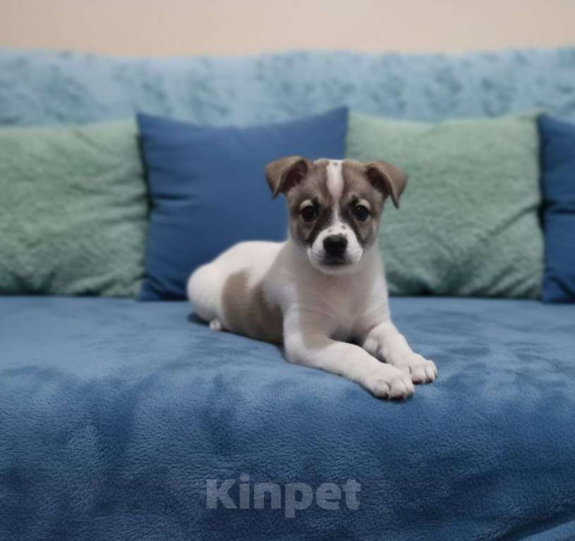 Собаки в Астрахани: Щенок бесплатно Астрахань Девочка, Бесплатно - фото 4