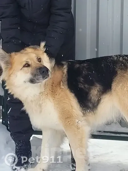 Собаки в других городах Московской области: Потерялась собака Девочка, 5 000 руб. - фото 1