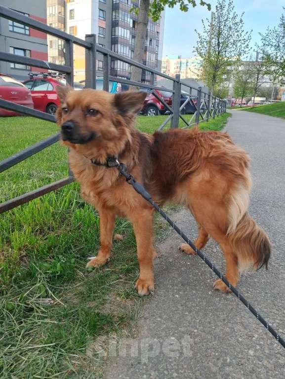 Собаки в Санкт-Петербурге: Маленькая рыжая собачка 8 кг ищет дом Девочка, Бесплатно - фото 7