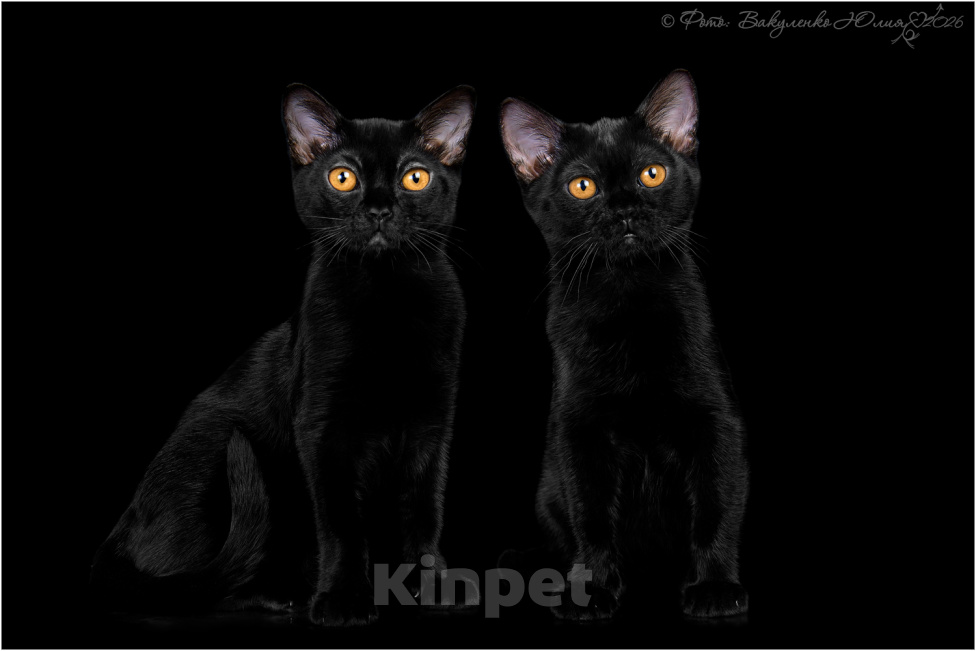Кошки в Ростове-на-Дону: Котята породы Бомбей Мальчик, Бесплатно - фото 4