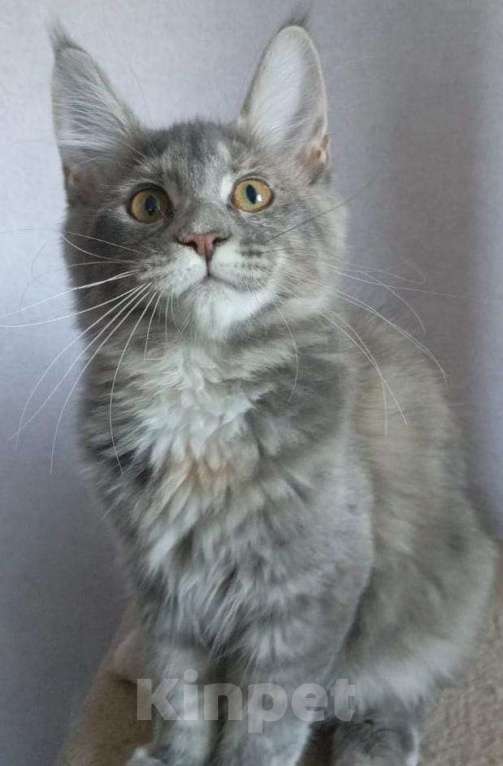 Кошки в Саратове: Котята Мейн-кун  Девочка, 25 000 руб. - фото 1