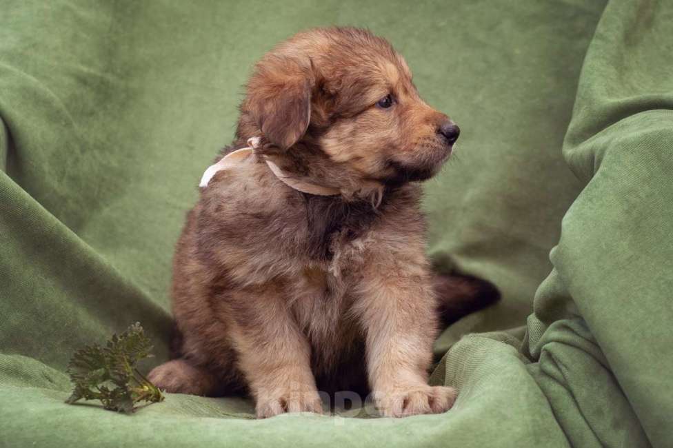 Собаки в Москве: щенок Яшма ищет семью Девочка, Бесплатно - фото 7