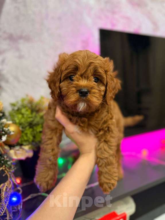 Собаки в Москве: Кавапу f1 мальчик Мальчик, 85 000 руб. - фото 3