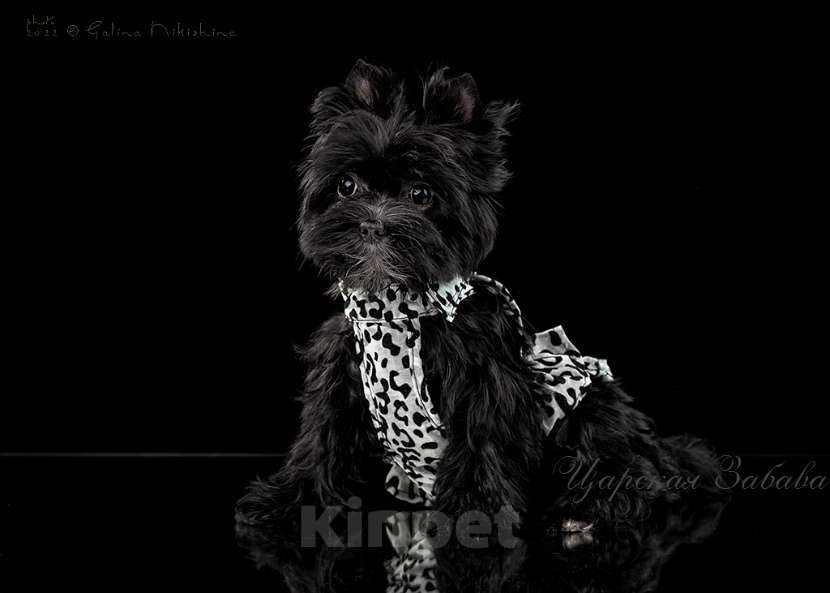 Собаки в Москве: Цветной йорк черная кукла Девочка, 70 000 руб. - фото 2