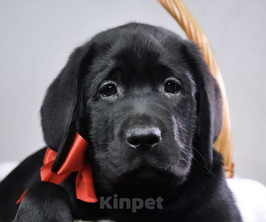 Собаки в других городах Ростовской области: Породные щенки лабрадора ретривера | Чёрные мальчики | Питомник РКФ Мальчик, 100 000 руб. - фото 1