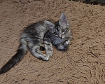 Кошки в Брянске: Котята мейн-кун Девочка, 15 000 руб. - фото 2