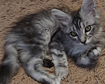 Кошки в Брянске: Котята мейн-кун Девочка, 8 000 руб. - фото 2