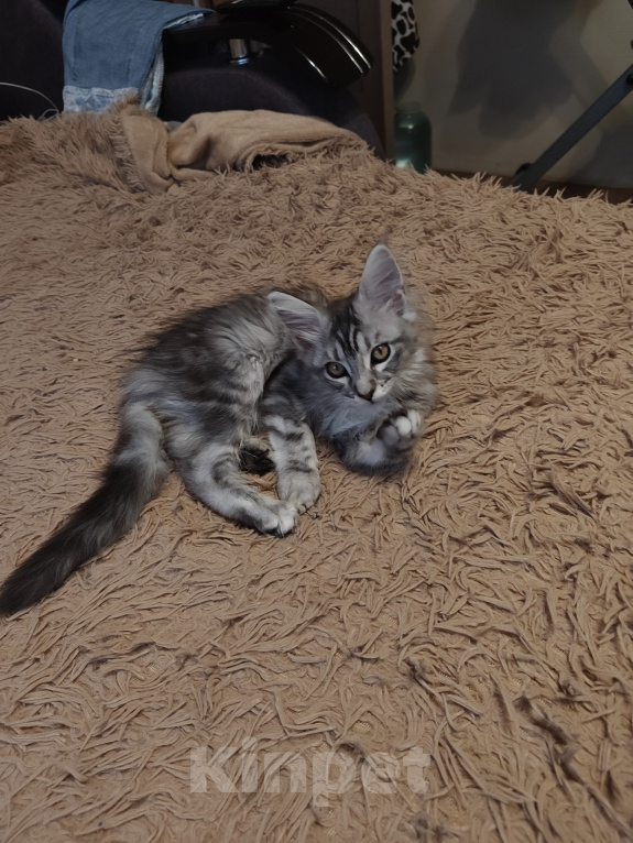 Кошки в Брянске: Котята мейн-кун Девочка, 15 000 руб. - фото 2