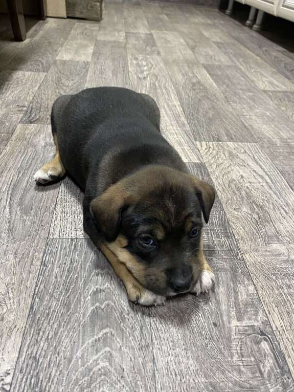 Собаки в Тимашевске: Продажа щенка   Мальчик, 20 000 руб. - фото 3