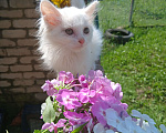 Кошки в Киржаче: Мимишки Девочка, Бесплатно - фото 6