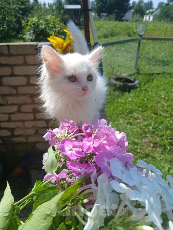 Кошки в Киржаче: Мимишки Девочка, Бесплатно - фото 6