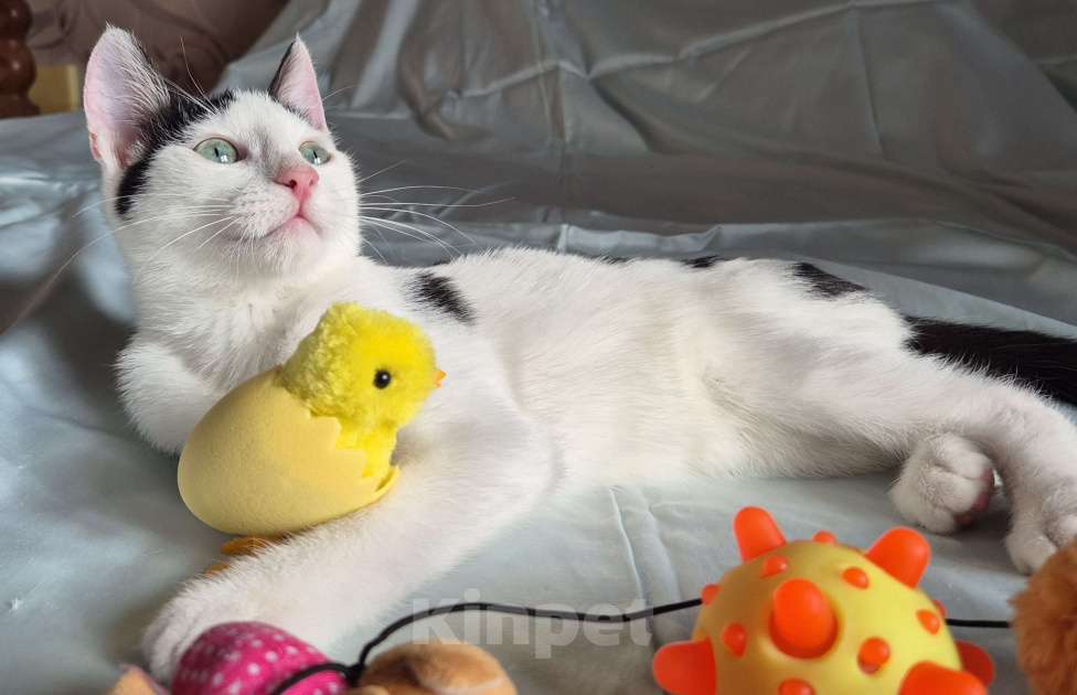 Кошки в Санкт-Петербурге: Ищет дом ласковый котейка Дантес Мальчик, Бесплатно - фото 4