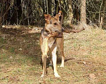 Собаки в Щелково: Классному активному псу нужна новая семья!!! Мальчик, Бесплатно - фото 2