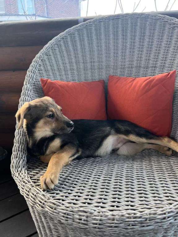 Собаки в Красногорске: Самый уютный щенок Перчик , 4 месяца  Мальчик, Бесплатно - фото 3