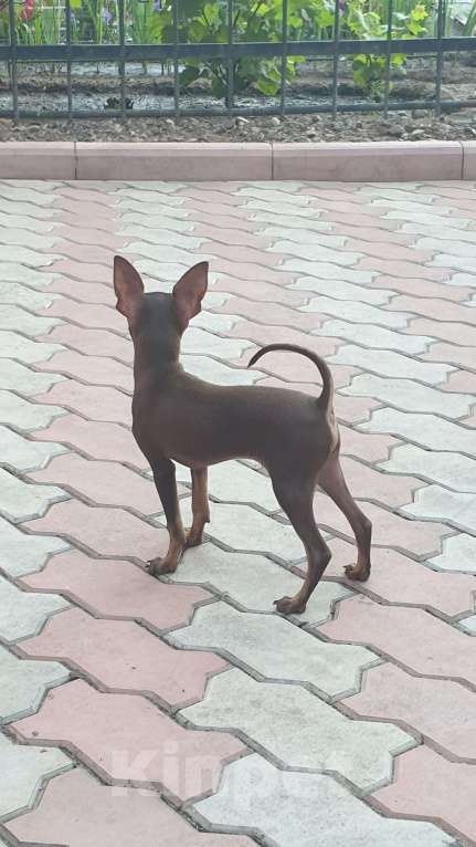 Собаки в Оренбурге: Щенок породы Русский той- Бонни Хан Браун  Мальчик, 50 000 руб. - фото 5