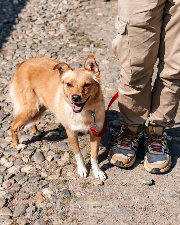 Собаки в Москве: Маленькая собака для квартиры в добрые руки Девочка, Бесплатно - фото 5