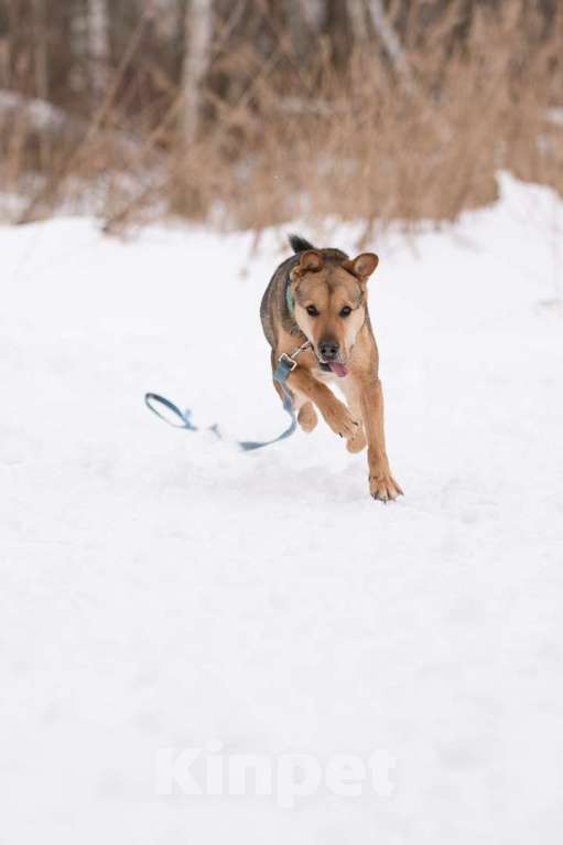 Собаки в Москве: Чичерин Мальчик, Бесплатно - фото 5