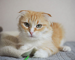 Кошки в Москве: Кошка Орнела ищет дом Девочка, Бесплатно - фото 6