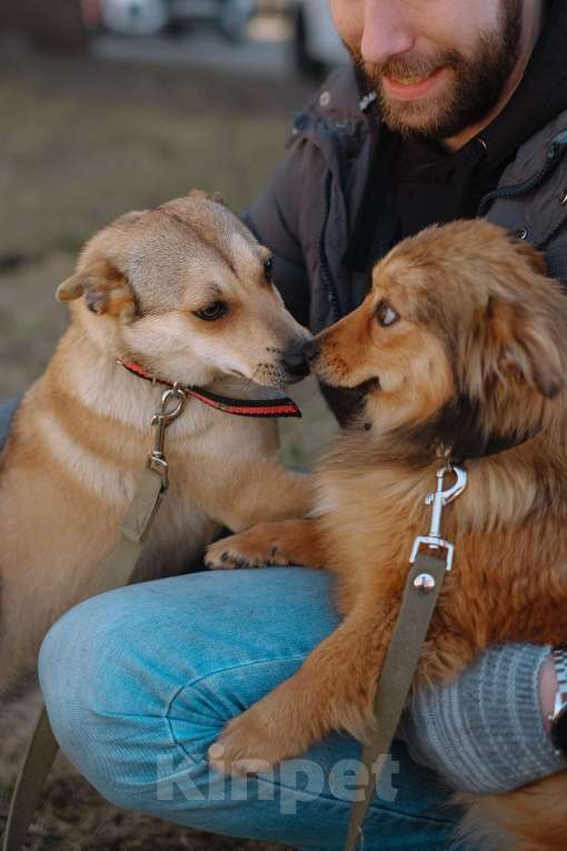 Собаки в Санкт-Петербурге: Малютка Фиби из приюта в добрые руки Девочка, Бесплатно - фото 4