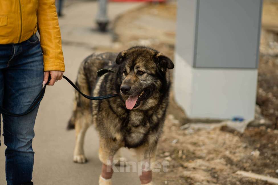 Собаки в Москве: Амур. Пес-здоровяк из приюта Мальчик, Бесплатно - фото 4