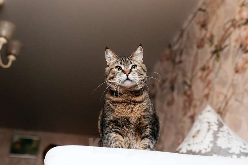 Кошки в Москве: Ручная ласковая кошка Музыка с кисточками на ушах в добрые руки Девочка, 1 руб. - фото 8