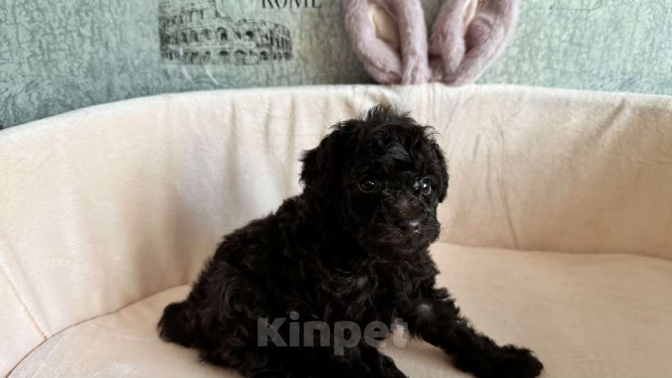 Собаки в Москве: Той-пудель Мальчик, Бесплатно - фото 2