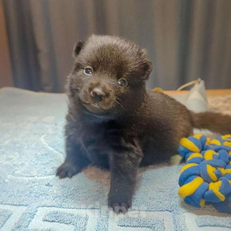 Собаки в Раменском: Щенки шипперке от титулованных родителей в домашних условиях (Розовая) Девочка, 80 000 руб. - фото 1