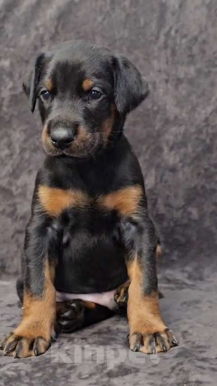 Собаки в Москве: Щенки добермана Девочка, Бесплатно - фото 3