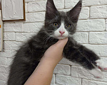 Кошки в Малмыже: Мейн кун котенок, 30 000 руб. - фото 7
