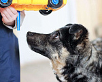Собаки в Москве: Буч - красивый, добрый и ласковый щенок даром Мальчик, Бесплатно - фото 3