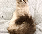 Кошки в Москве: Голубоглазый котенок Оксфорд ищет дом. Мальчик, Бесплатно - фото 4