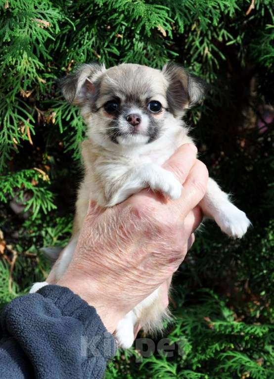 Собаки в Одинцово: 🎀 Эксклюзивная длинношерстная чихуахуа-девочка 🎀 Девочка, 80 000 руб. - фото 1