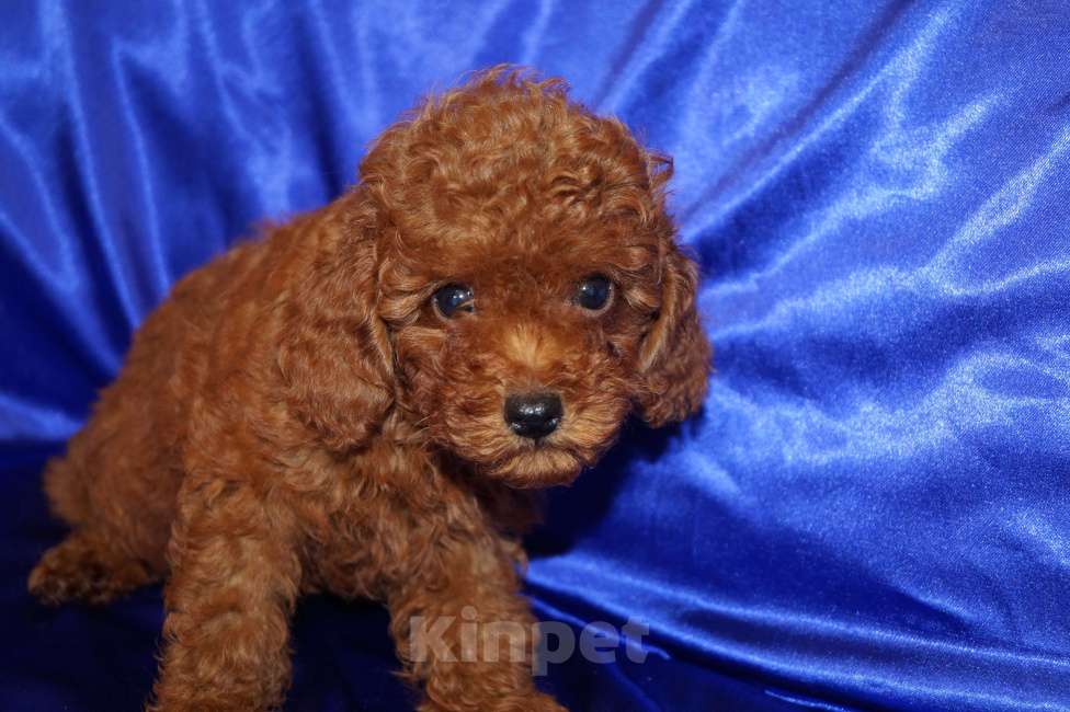 Собаки в Москве: Мальчик карликового пуделя- РКФ Мальчик, 65 000 руб. - фото 3