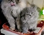 Кошки в Краснодаре: Персидские котята  Девочка, 3 000 руб. - фото 5