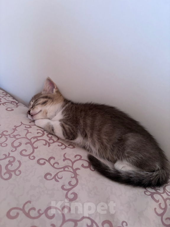Кошки в Анапе: В добрые руки Девочка, Бесплатно - фото 2