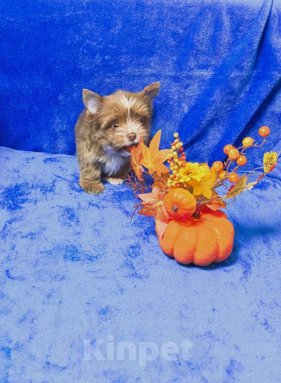 Собаки в Иркутске: Йоркширский терьер Red merle Blue Diamond  Мальчик, 70 000 руб. - фото 2