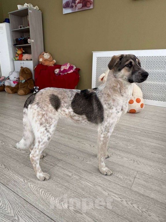 Собаки в Москве: Красавица Хильда в поисках семьи  Девочка, Бесплатно - фото 1