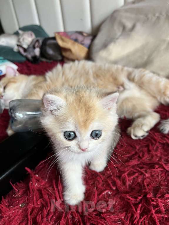 Кошки в Воронеже: Нежный, ласковый мальчик  Мальчик, 40 000 руб. - фото 6