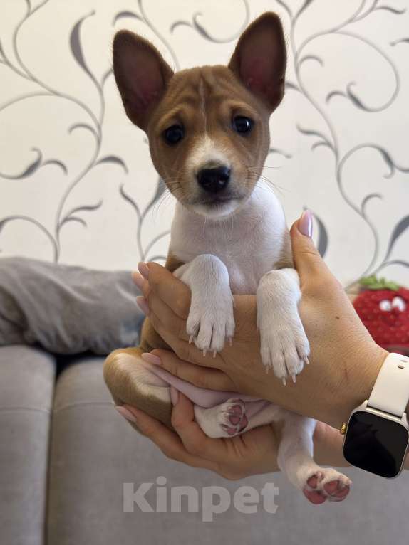 Собаки в Ангарске: Щенки басенджи Девочка, 65 000 руб. - фото 2