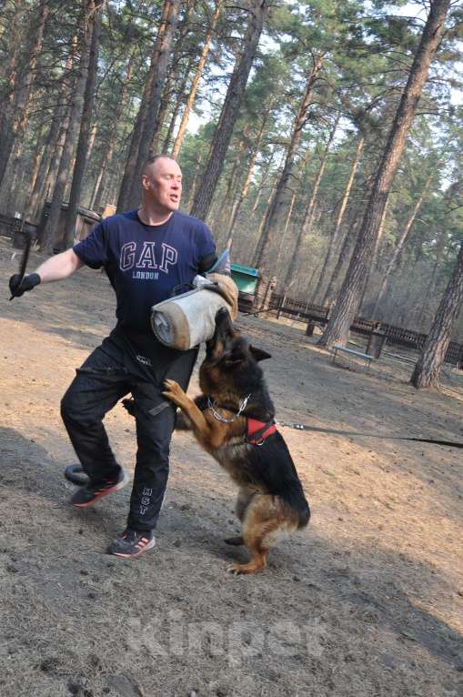 Собаки в Юрге: Племенной кобель предлагает свои услуги Мальчик, 35 000 руб. - фото 5