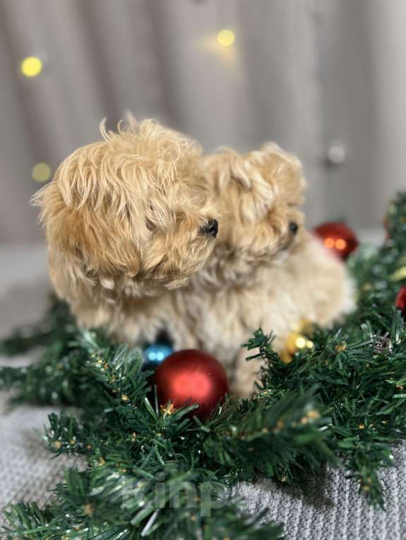 Собаки в других городах Московской области: Микро мальчик мальтипу f1, будет крошечный, очень красивый, игривый, аккуратный! Мальчик, 170 000 руб. - фото 4