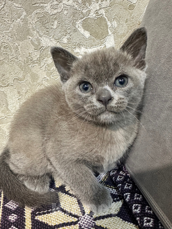 Кошки в Симферополе: Котенок европейской бурмы Девочка, 50 000 руб. - фото 1
