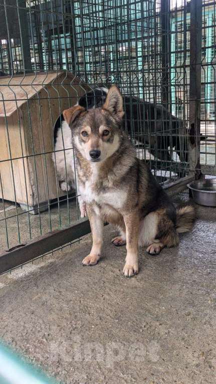 Собаки в других городах Краснодарского края: Турбо полностью готов быть домашним Мальчик, Бесплатно - фото 2