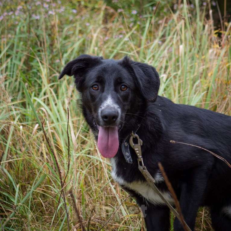 Собаки в Москве: Найт Мальчик, Бесплатно - фото 2
