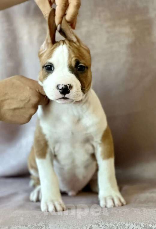 Собаки в Владивостоке: Амстафф девочка Девочка, 60 000 руб. - фото 2