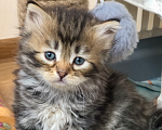 Кошки в Севастополе: Сибирские котята  Девочка, 25 руб. - фото 1