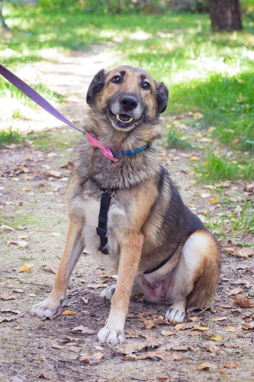 Собаки в Москве: Собака-улыбака Девочка, Бесплатно - фото 4